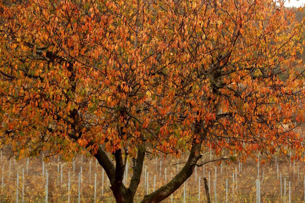 Podere Castagne Mezzane di Sotto Εξωτερικό φωτογραφία